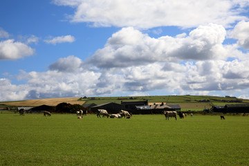 Yesnaby - Orkney (Scotland), UK - August 07, 2018: The landscape near Yesnaby cliffs area, Stromnessr, Orkney, Scotland, Highlands, United Kingdom