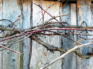 dry, intertwined branches of old grapes, against a wall of wooden planks