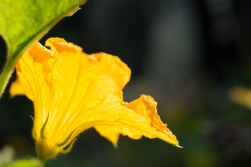 Yellow pumpkin flower growing in a vegetable garden - view from the bottom