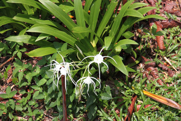 Spider Lily, Borneo Forest , Malaysia