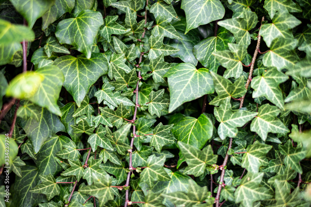 Wall mural texture leaf