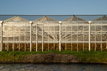 greenhouse with plants