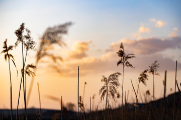 Obraz premium dry cane at sunset nature background