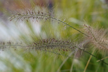 close up of grass
