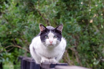 street cat light coloring, on the fence peacefully watching as the photographer approaches.
