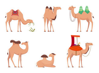 Camel. African desert egypt or india travel animals vector cartoon camels illustration. Camel african dromedary, africa travel and tourism
