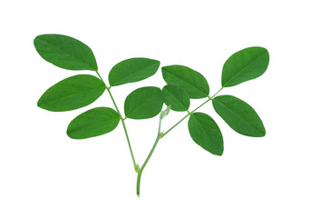 butterfly pea green leaves. herb of thai food. isolated on white background  with clipping path