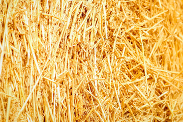 a bales on the field background straw is ready for animals and on the field