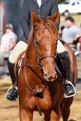 Hunter/jumper horse show