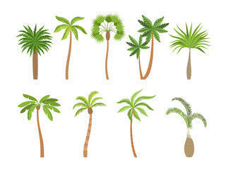 Obraz premium Palm tree. Brazil hawaii exotic plants with coconut vector cartoon illustrations. Summer tropical plant, palm tree exotic, branch nature coconut