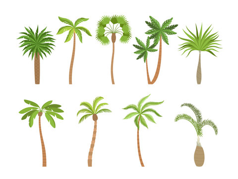 Palm tree. Brazil hawaii exotic plants with coconut vector cartoon illustrations. Summer tropical plant, palm tree exotic, branch nature coconut