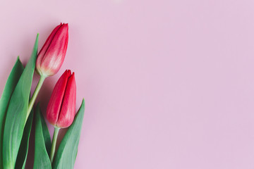 Tender red pink tulips on pastel pink background. Greeting card for Mother's day.