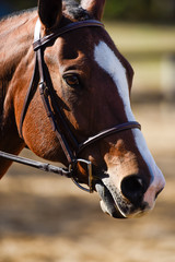 Obraz premium Hunter/jumper horse show