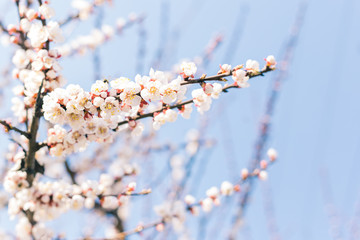 Blossoming branch of apricot tree on a blue sky background.
