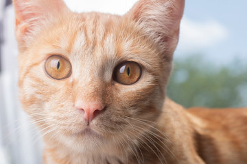 Cute young red tabby cat kitten looking, portrait