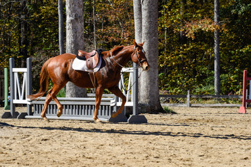 Hunter/jumper horse show