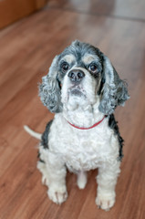 Cute adult American Cocker Spaniel