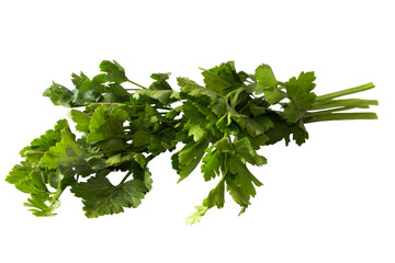 Green branch of fresh parsley. The image is isolated on a white background.