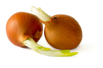 Sprouted bulbs. Image is isolated on a white background.