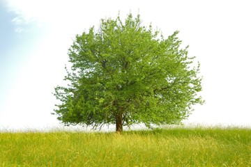 Fototapeta na wymiar Green tree on a meadow
