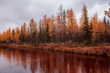 Brown river slow flowing across the brown and yellow forest with reflections of pines and trees in the water. Autumn on the north with dark blue sky above