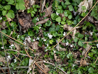 Little white flowers on rural backdrop