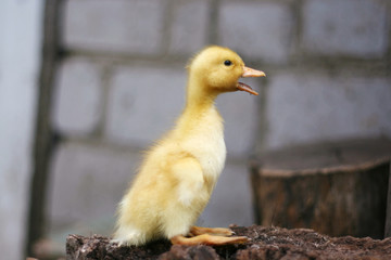 Portrait of a cute yellow duckling. Domestic bird