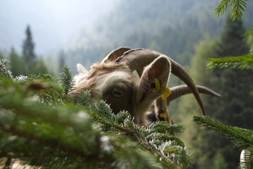 capra © Samuela