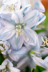 Fototapeta na wymiar Macro shot of hyacinth flower on white background