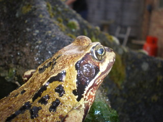 Common frog