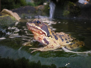 Common frog