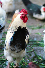 Beautiful rooster in the chicken coop. Domestic bird. Farm
