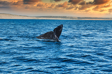 Naklejka premium franca