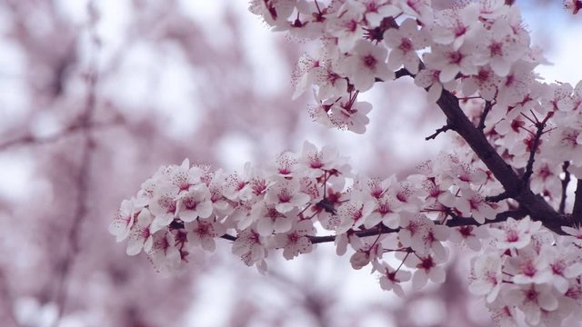 Cherry tree blossom