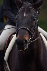 Obraz premium Hunter/jumper horse show