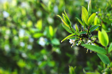 A beautifully blossoming branch with a white flower on a green blurry bokeh background. 