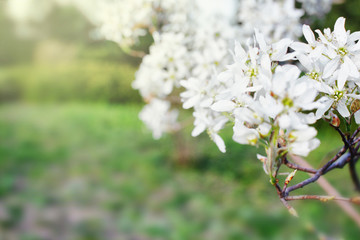beautiful branch with blooming white flowers in the park
