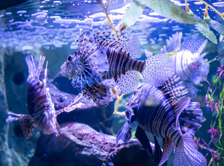 tropical fish in aquarium