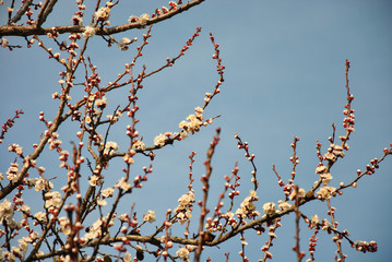 branches of tree in spring