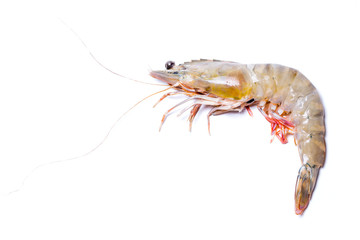 Fresh Tiger shrimp isolated on white background