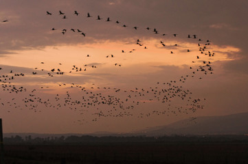 Kraniche im Hula-Park4