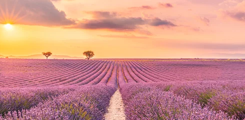 Wunderbare Landschaft, erstaunliche Sommerlandschaft mit blühenden Lavendelblüten, friedlicher Blick auf den Sonnenuntergang, landschaftliche Landschaft. Schöner Naturhintergrund, inspirierendes Konzept © icemanphotos