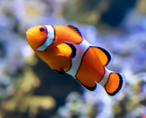 tropical clownfish in aquarium