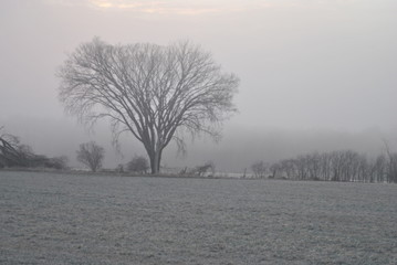 Naklejka premium tree in the fog