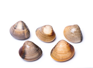 clam shell raw fresh seafood on plate isolated on white background