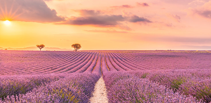 Wonderful scenery, amazing summer landscape of blooming lavender flowers, peaceful sunset view, agriculture scenic. Beautiful nature background, inspirational concept © icemanphotos