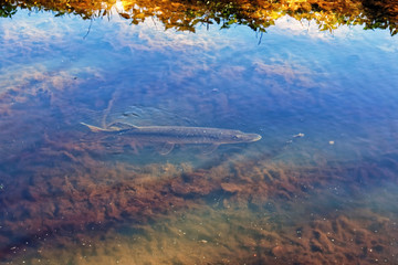 A pike swam into a shallow channel