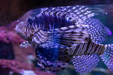 tropical coral fish in aquarium
