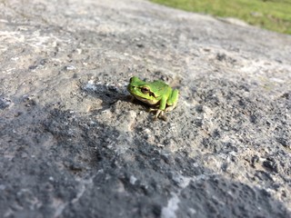 Green asian tree frog sitting in the land. Close up.