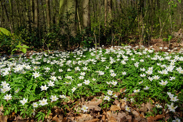 Forests decorated spring flowers buttercup anemone